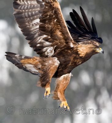 BB 11 0361 / Aquila chrysaetos / Kongeørn